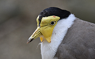 Wattled lapwing (Vanellus senegallus)